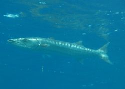 I found this huge barracuda at the end of the dive in Eel... by Nikki Van Veelen 